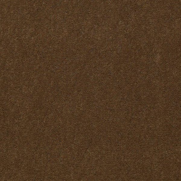 SUGAR MAPLE 56713