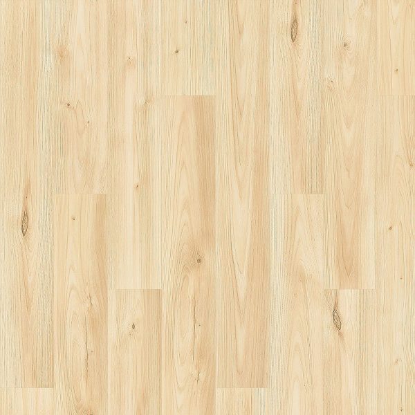 Sand Chestnut