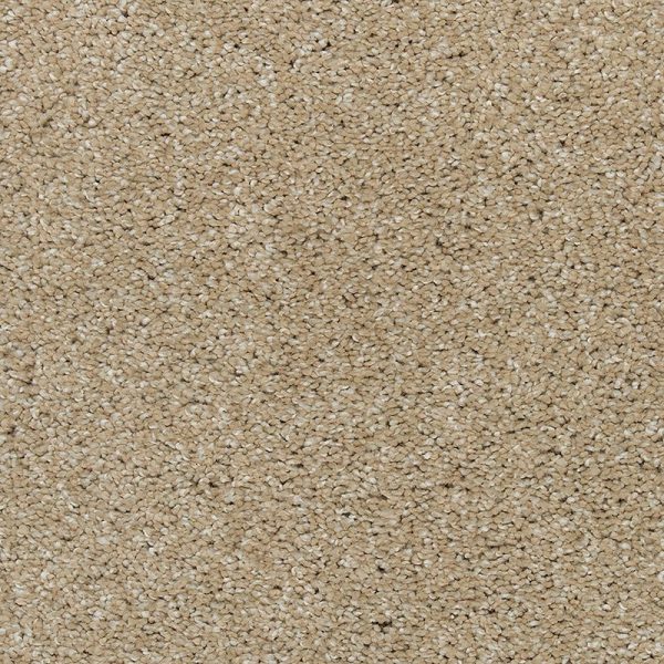 Sand Dollar